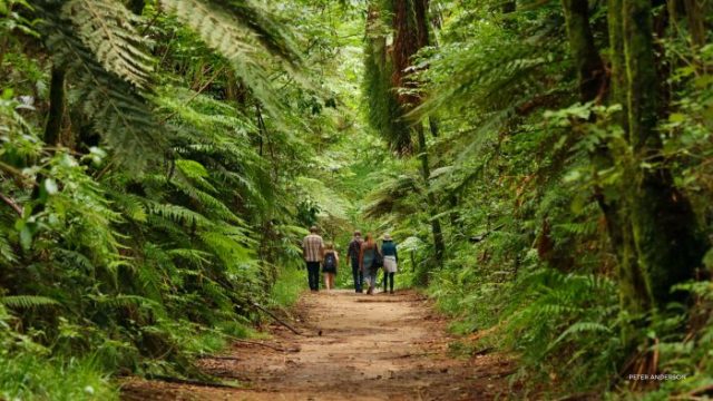 The Redwoods New Zealand 2