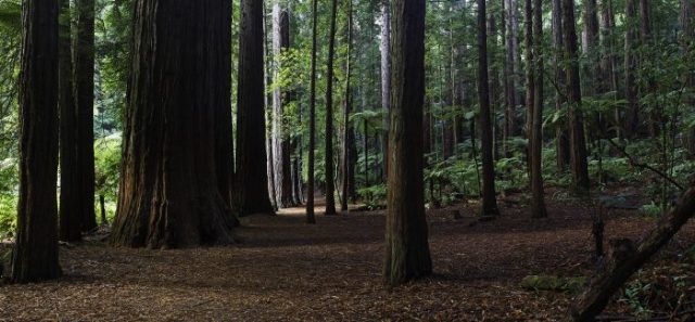 The Redwoods New Zealand
